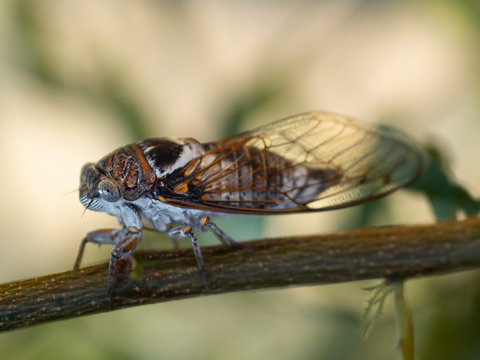 Cicadidae Cicada close-up on a tree branch