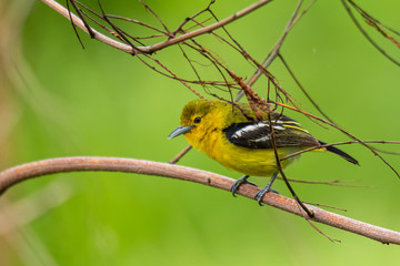 Cute Common Iora perching on perch looking into a distance