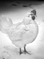 A full body black and white portrait of a white leghorn crossbred egg laying free range chicken...