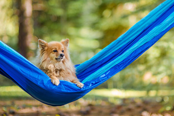 Dog Enjoying a Hammock