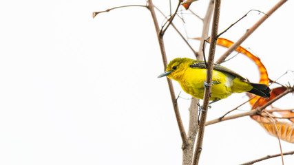 Cute Common Iora perching on perch looking into a distance