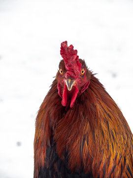 Funny or humorous close up head portrait of a male chicken or rooster with beautiful orange feathers bright red comb and wattle with a blurred white snow bokeh in the background.