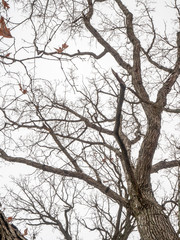A view looking up at a bare old oak tree in winter with textured bark and branch limbs with white and gray sky beyond.