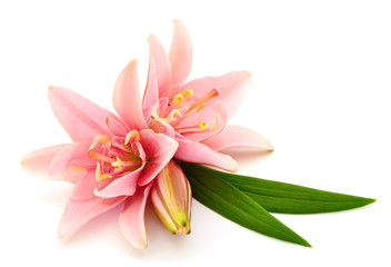 Fototapeta na wymiar Two pink lilies.