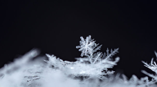 natural snowflakes on snow, winter