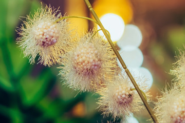 Beautiful Artificial plastic flowers decorated in coffee shops with bokeh
