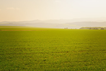 Scenic landscapes of agricultural meadow in morning light. Vintage filter applied.