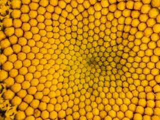 Marguerite flower head center