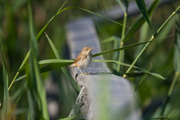 Eurasian reed warbler on a fence  in the bird protection area Hjälstaviken close to Stockholm
