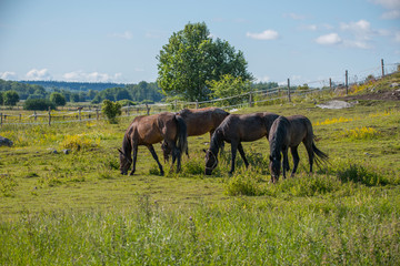 Naklejka na ściany i meble Race horses resting in a meadow close to the bird protection area Hjälstaviken close to Stockholm