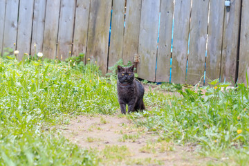big serious black cat