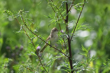 bird on mugwort