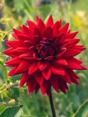 Dark red dahlia flower head