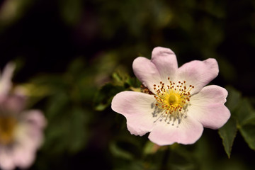 Blüte einer wilden Rose mit Pollen vor dunklem Hintergrund