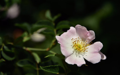 Blüte einer wilden Rose mit Pollen vor dunklem Hintergrund