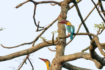Kingfisher on a tree branch