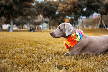 Weimaraner breed dog in a beautiful autumnal landscape with beautiful ocher colors.