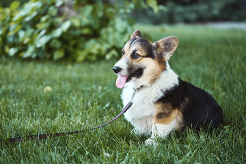 Happy and smiling Welsh Corgi dog in the grass at the park. Pembroke Welsh Corgi, cute Corgi dog posing outdoors.