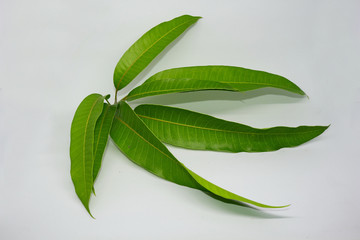 young mango leaf shoots photographed on a white backgroun
