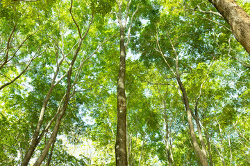 Fototapeta premium natural green background with selective focus