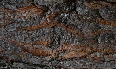 Tree bark. Background relief tree bark.