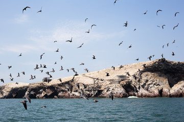 Peru - Paracas Bird