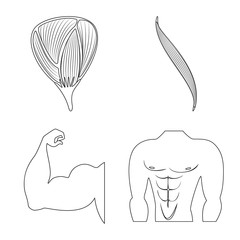 Isolated object of fiber and muscular icon. Set of fiber and body vector icon for stock.