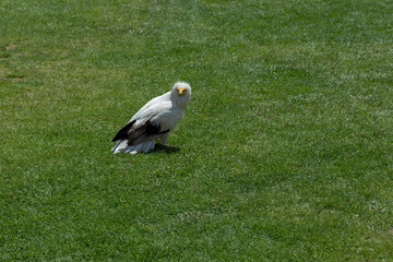 Egyptian Vulture, Alimoche, resting in the grass
