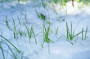 Green juicy grass makes its way through a carpet of snow in a winter sunny day