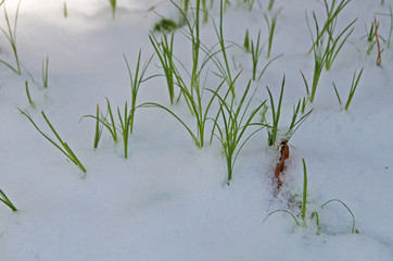 Green juicy grass makes its way through a carpet of snow in a winter sunny day