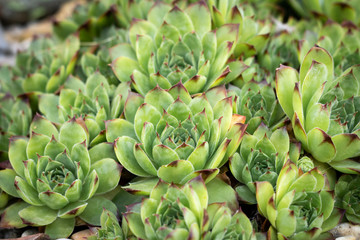sempervivum tectorum succulent outdoor