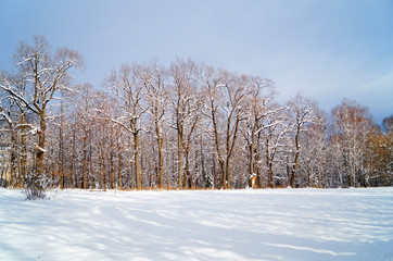 Winter forest with fluffy snow lying on the firs and tree branches on a frosty sunny day
