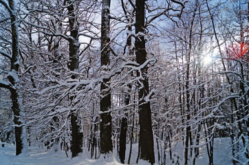 Winter forest with fluffy snow lying on the firs and tree branches on a frosty sunny day