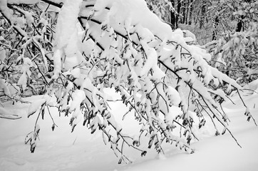 Branch of deciduous tree with cones and buds covered with white snow on a sunny spring day