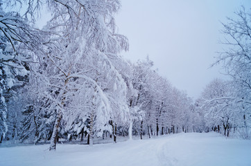 Winter forest with fluffy snow lying on the firs and tree branches on a frosty sunny day