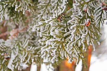 Thuja branch covered with white fresh snow in a winter frosty sunny day