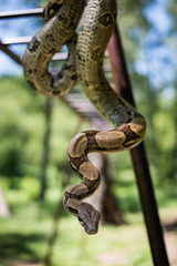 Beautiful portrait boa constrictor in nature