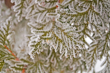 Thuja branch covered with white fresh snow in a winter frosty sunny day