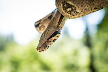 Beautiful portrait boa constrictor in nature