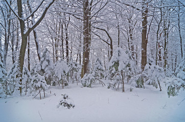 Winter forest with fluffy snow lying on the firs and tree branches on a frosty sunny day