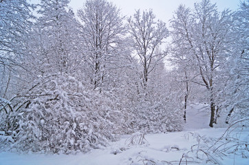 Winter forest with fluffy snow lying on the firs and tree branches on a frosty sunny day