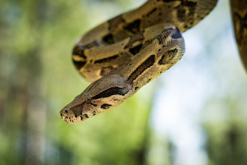 Beautiful portrait boa constrictor in nature