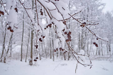 Branch of deciduous tree with cones and buds covered with white snow on a sunny spring day