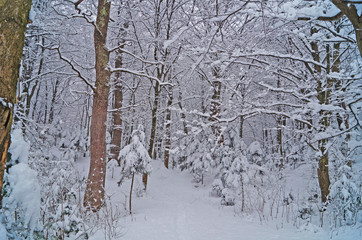 Winter forest with fluffy snow lying on the firs and tree branches on a frosty sunny day