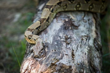 amazing portrait snake on the tree 