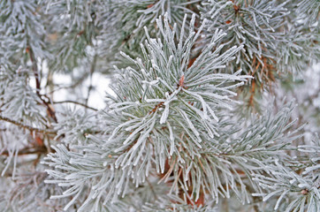 A branch of pine with long needles covered with white fresh snow in a winter frosty sunny day