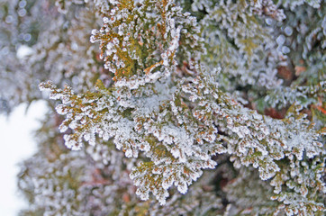 Thuja branch covered with white fresh snow in a winter frosty sunny day