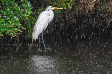Egret