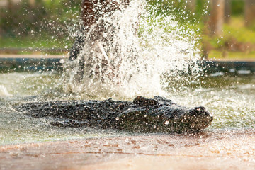Siamese crocodile enjoy bathing in freshwater.