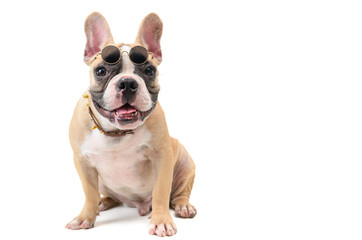 cute french bulldog wear glasses and sitting